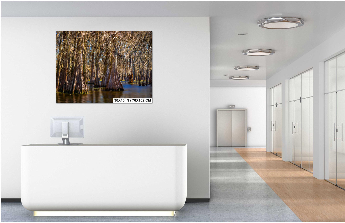 Lake Martin Louisiana Cypress Swamp Trees