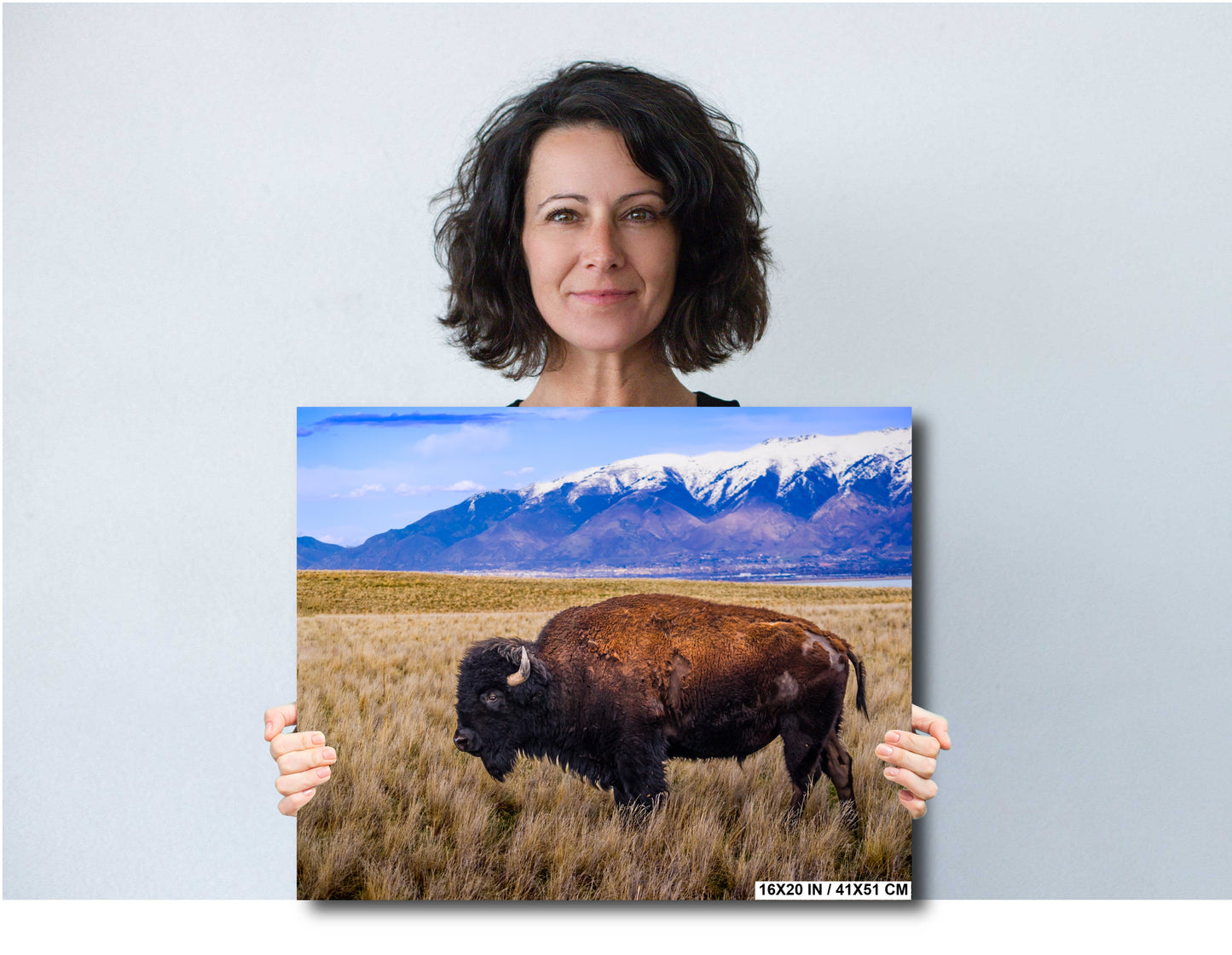 Snow-Kissed Bison: Antelope Island Bison Western Wildlife Metal Canvas Art Print Utah Photography