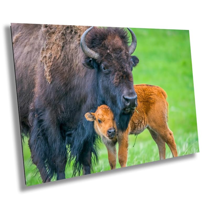 A Mother's Love: Mama and Baby Bison Western Wildlife Photography Canvas Print Animal Wall Art