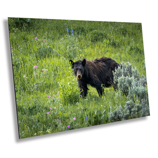 Bear Essentials: Black Bear of Yellowstone National Park Metal Canvas Print Wildlife Wall Art Animal Photography