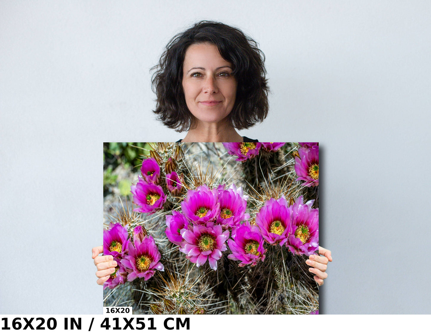Prickly Beauty: Hedgehog Cactus Flower Metal Canvas Print Echinocereus Wall Art Arizona Desert Photography