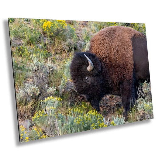 Bison Side Eye Glance: Yellowstone American Buffalo Side Angle Photography Wall Art Metal Aluminum Print Wyoming Wildlife