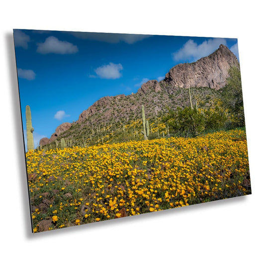 Blooms and Thorns: Mexican Golden Poppies Super Bloom and Saguaro Cactus Metal Wall Art Metal Canvas Print Picacho Peak State Park