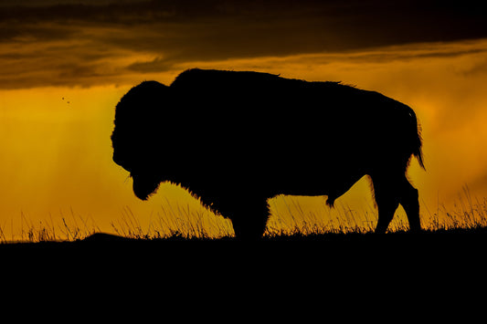 Big Daddy: King of the Badlands Buffalo Silhouette Wildlife Canvas Print Bison Photography Wall Art