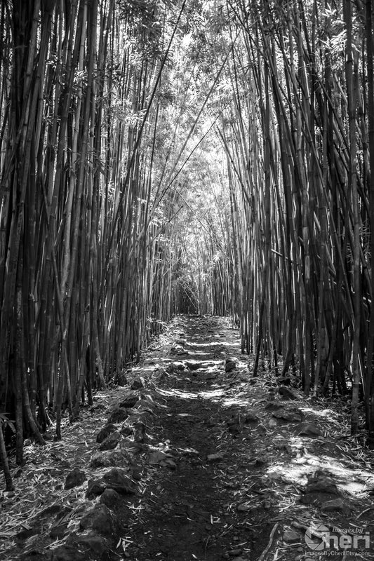 Bamboo Symphony: The Dramatic Aura of Pipiwai Trail's Verdant Path in Haleakala Maui Hawaii Wall Art Photography