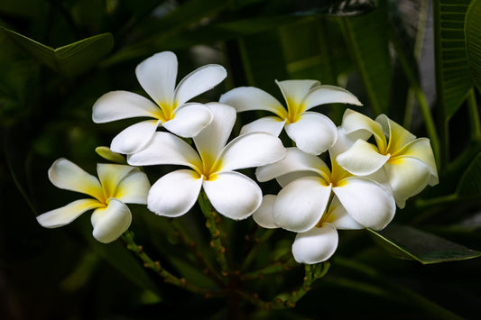 Blooms of Eternity: Hawaiian White Plumeria Flower Photography Wall Art Nature Canvas Print