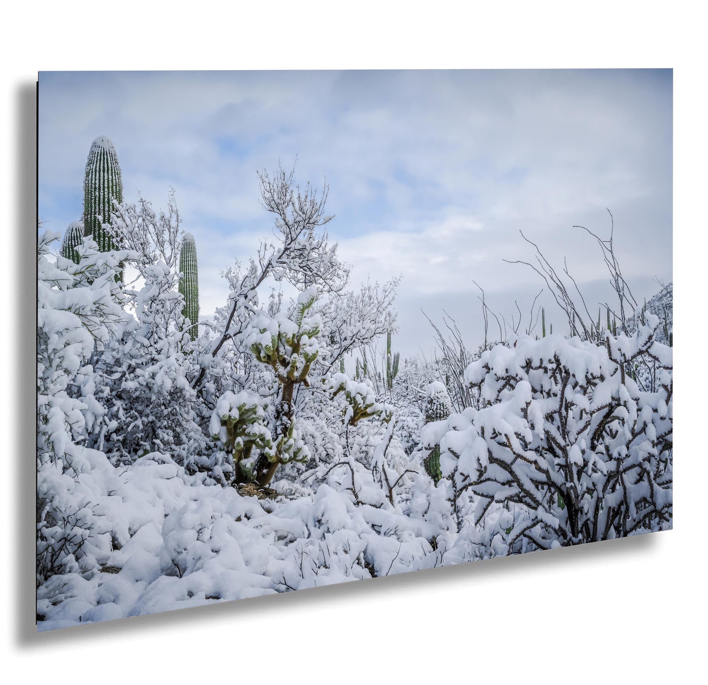 Desert’s Quiet Winter Beauty: Saguaro National Park Tucson Arizona Print Wall Art Photography Aluminum/Acrylic/Metal/Canvas