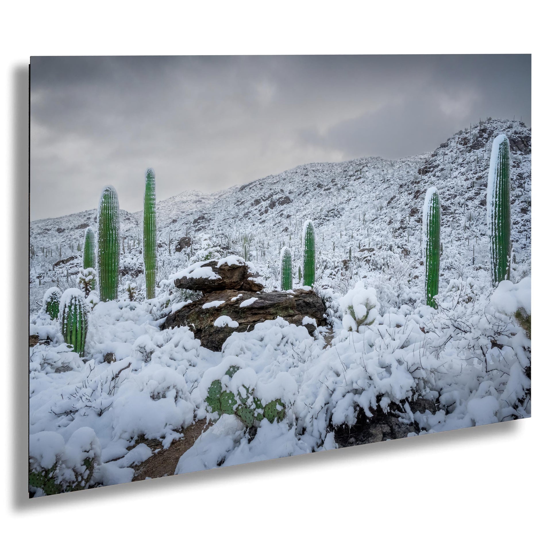 Snow-covered saguaro cacti in Arizona&#39;s desert, showcasing a rare winter scene with mountains in the background.