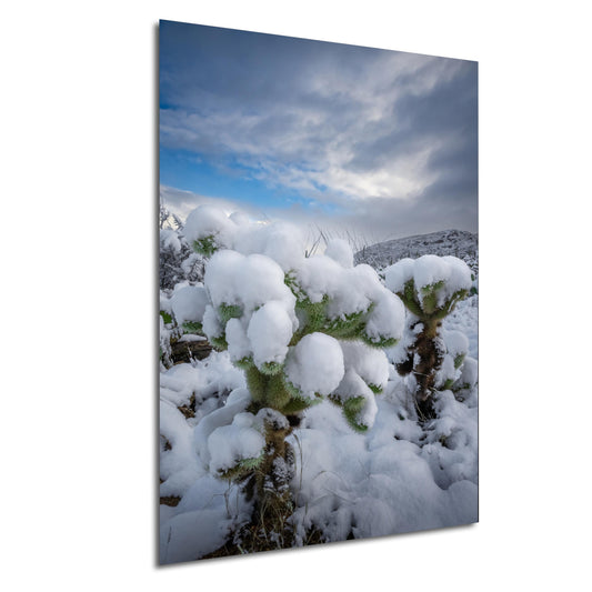 A White Canvas: Snow-Capped Jumping Cholla Saguaro National Park Tucson Arizona Print Wall Art Photography Aluminum/Acrylic/Metal/Canvas