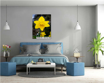 Seattle Washington Yellow Daffodil Spring Flower Bloom Wall Art Photography Print, Photo Botanical Nature Decor Aluminum/Metal/Canvas