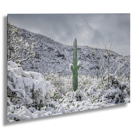 Icy Silence: Saguaro Amidst the Snow Tucson Arizona Print Wall Art Photography National Park Winter Aluminum/Acrylic/Metal/Canvas Home Decor