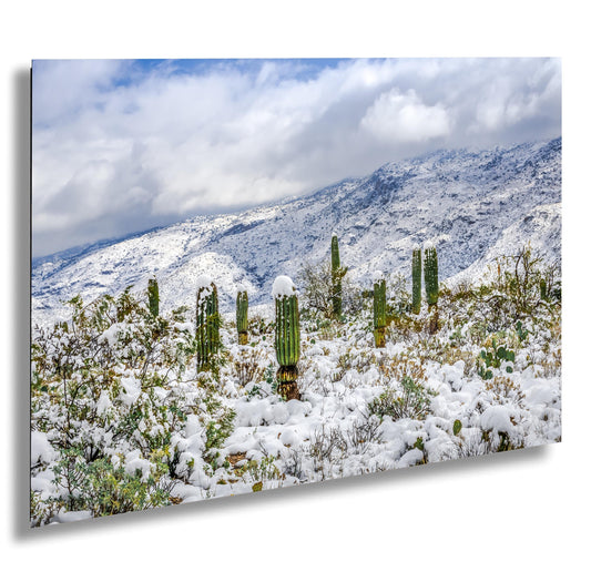 Saguaro Guardians of the Frosted Canyon: Saguaro National Park Print Wall Art Tucson Winter Snow Desert Aluminum/Acrylic/Metal/Canvas