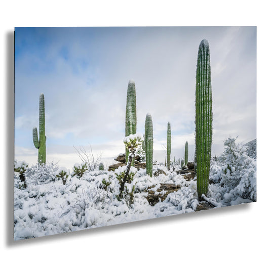 Snow-covered saguaro cacti in Arizona desert, showcasing a rare winter scene with fresh powdery snow.