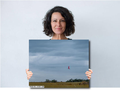 Everglades Roseate Spoonbill In Flight: Everglades National Park Florida Print Wall Art Bird Photography Aluminum/Acrylic/Metal/Canvas