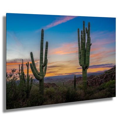 Gold Canyon Wonder: Saguaro Cactus Arizona Wall Art Metal Canvas Print  Desert Landscape Photography