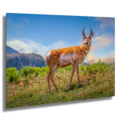 Prairie Wanderers: The Pronghorn of Yellowstone Wilderness Wall Art National Park Metal Acrylic Print Wildlife Photography