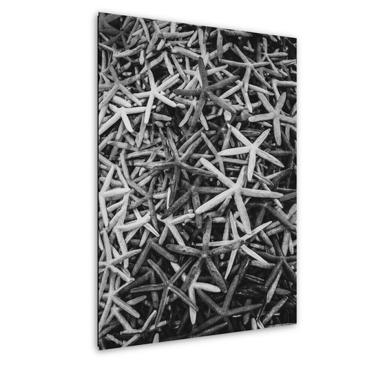 Seaside Jewels: Starfish Galore! Key West Florida Beach Seascape Photography Colorful Sea Creatures Wall Art Canvas