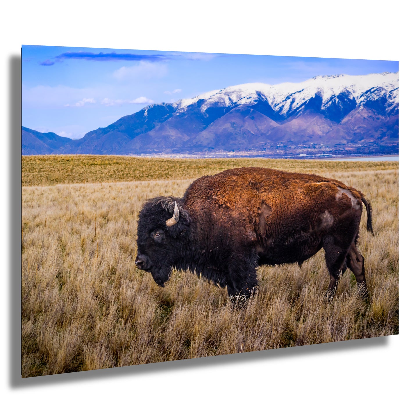 Snow-Kissed Bison: Antelope Island Bison Western Wildlife Metal Canvas Art Print Utah Photography