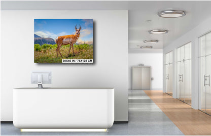 Prairie Wanderers: The Pronghorn of Yellowstone Wilderness Wall Art National Park Metal Acrylic Print Wildlife Photography