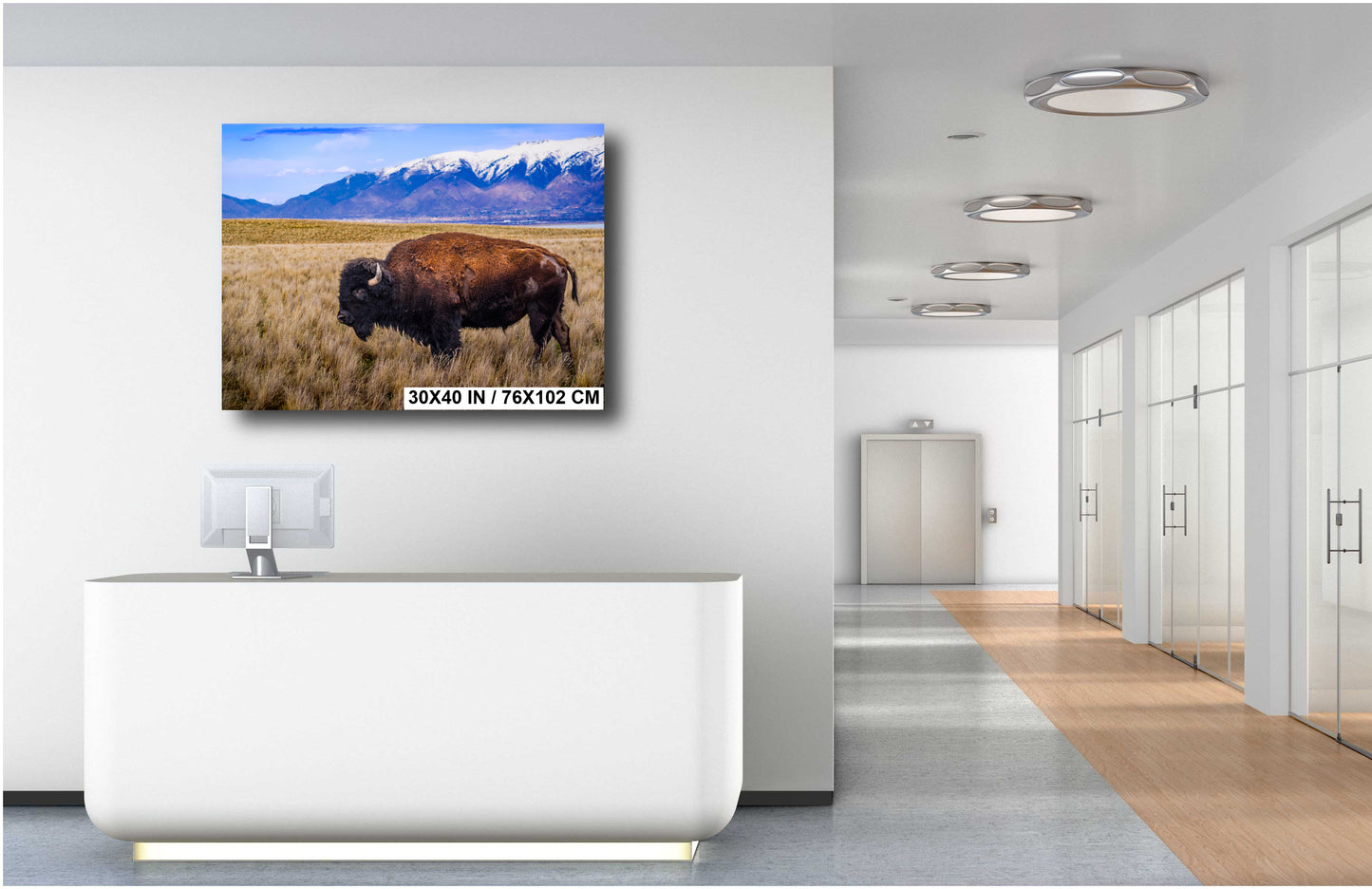 Snow-Kissed Bison: Antelope Island Bison Western Wildlife Metal Canvas Art Print Utah Photography