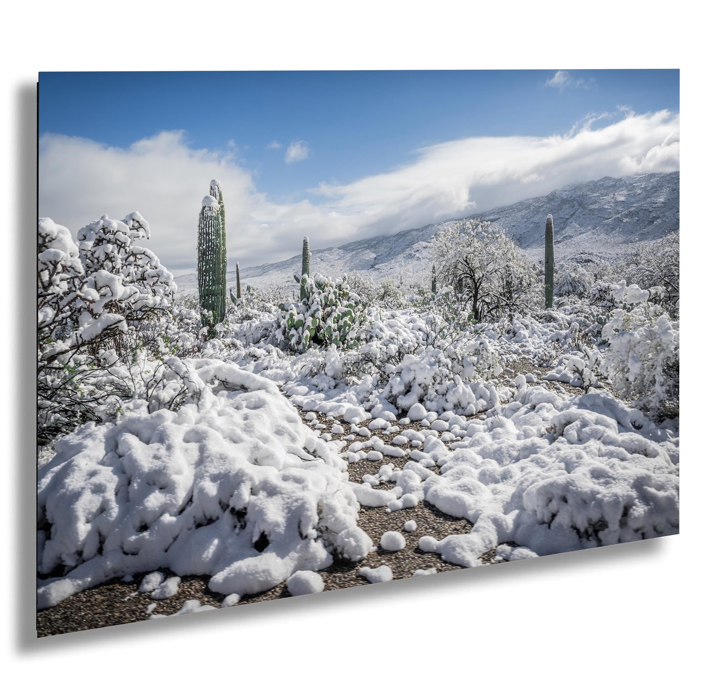 Winter Cloak Over the Saguaro National Park Print Wall Art Tucson Winter Snow Desert Photography Aluminum/Acrylic/Metal/Canvas Home Decor