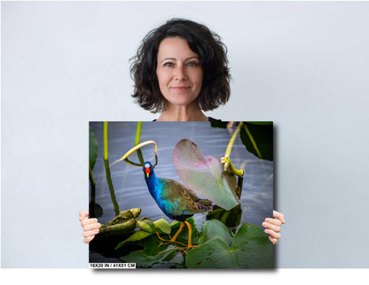 Everglades’ Purple Gallinule: The American Purple Gallinule Bird Florida Wall Art Photography Aluminum/Acrylic/Metal/Canvas