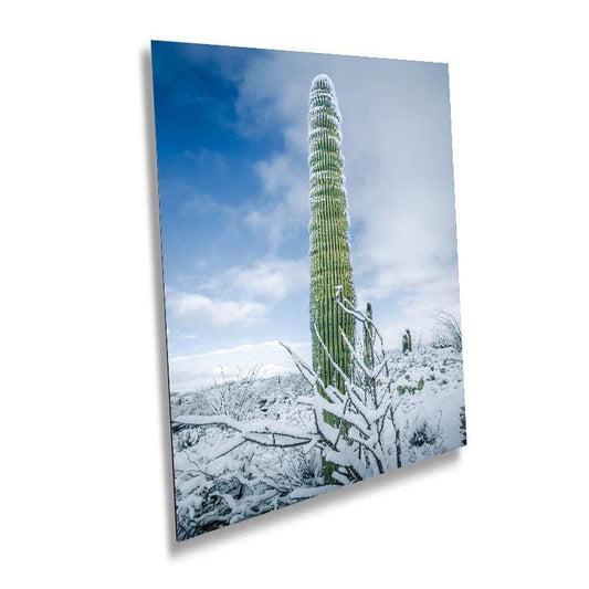 Snowy Saguaro Statue: Saguaro National Park Giant Cactus Tucson Arizona Print Wall Art Photography Aluminum/Acrylic/Metal/Canvas