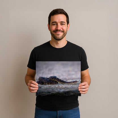 Black Rattlesnake Print - Arizona Desert Wildlife Art | Fine Canvas Wall Decor