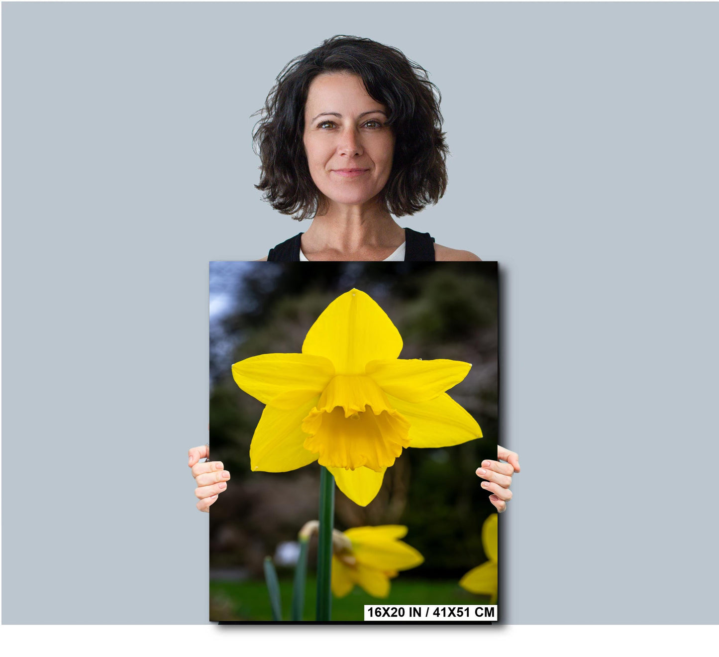 Seattle Washington Yellow Daffodil Spring Flower Bloom Wall Art Photography Print, Photo Botanical Nature Decor Aluminum/Metal/Canvas