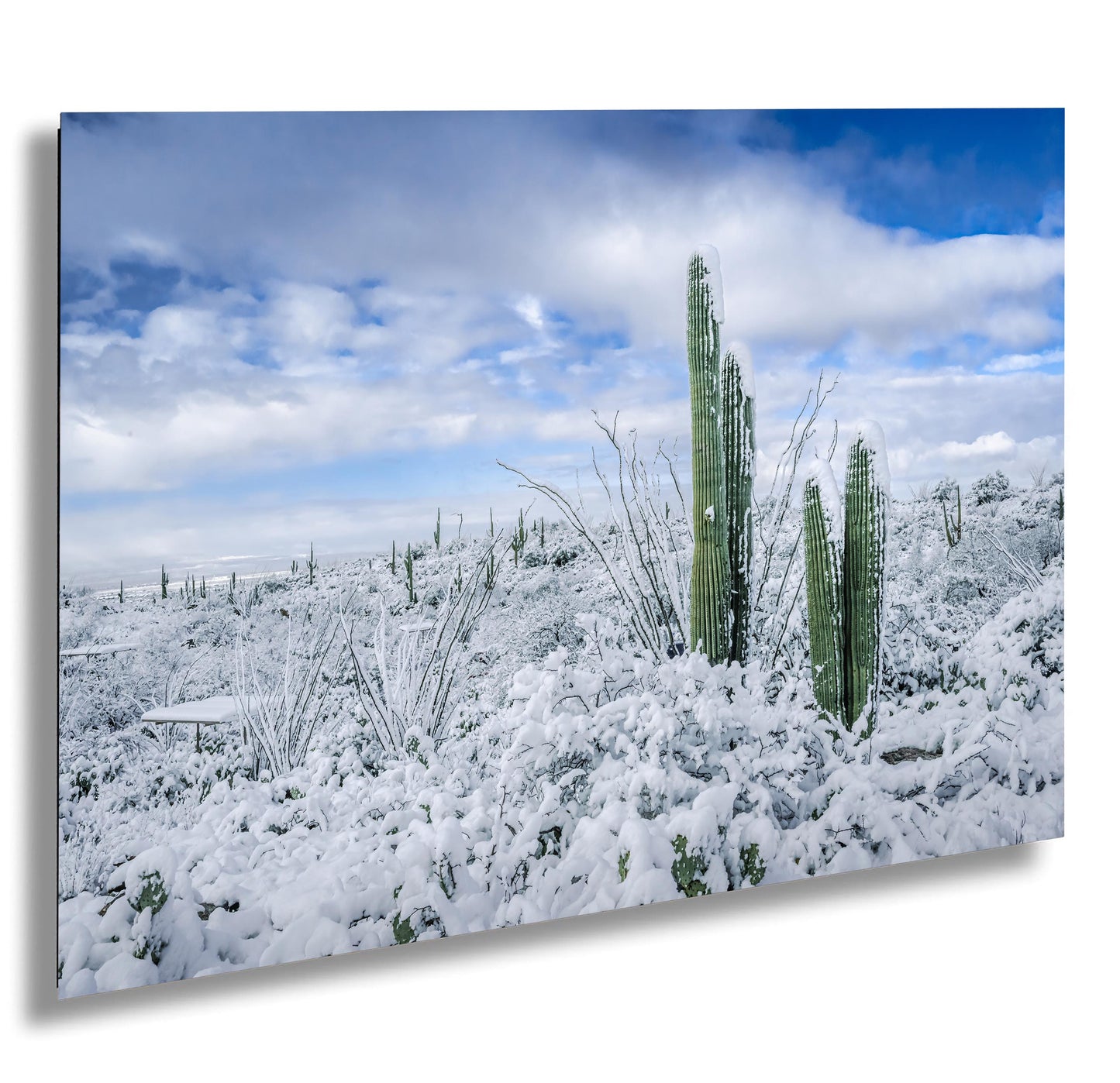 The White Desert: Snowfall in Saguaro National Park Tucson Arizona Print Wall Art Photography Aluminum/Acrylic/Metal/Canvas