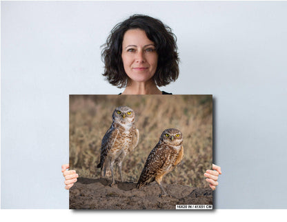 Burrowing Owls Pair Badlands National Park South Dakota Wildlife Photo Print, Nature Wall Art Decor Bird Wildlife Photography Metal Canvas