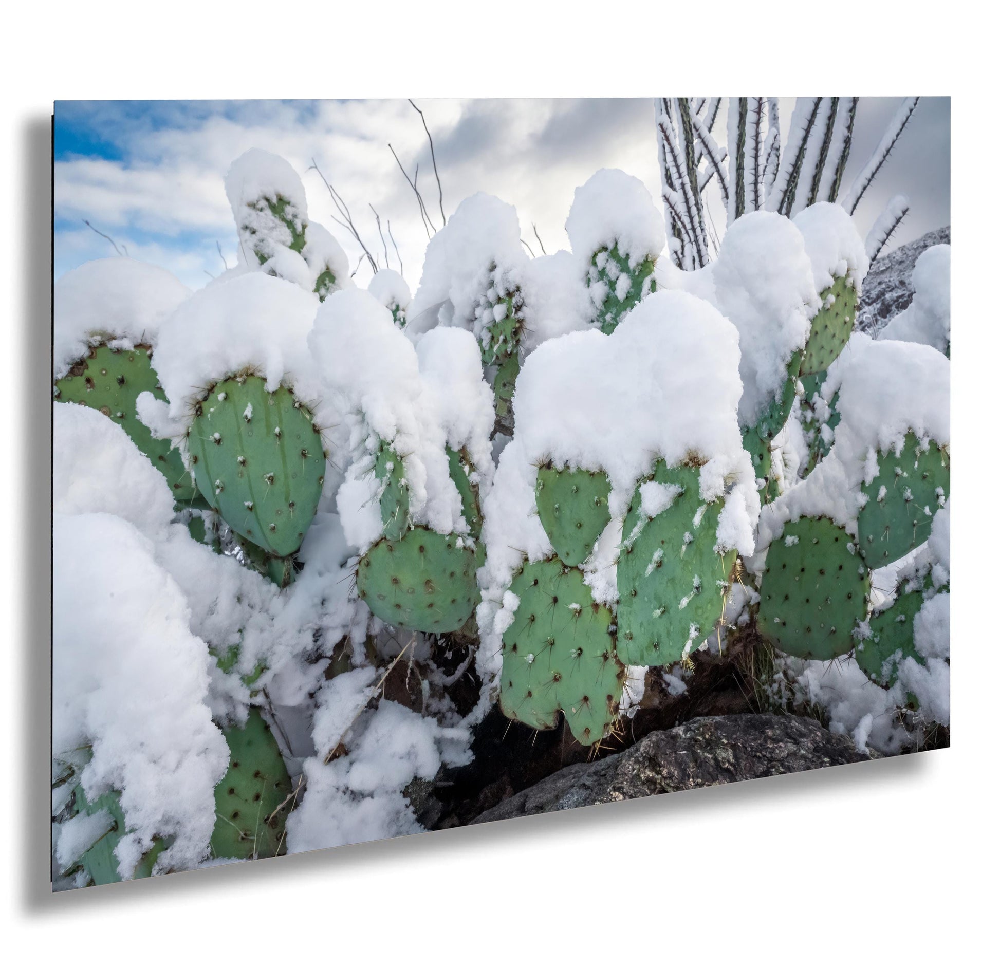 Snow-covered prickly pear cacti in Saguaro National Park during a rare winter snowfall.