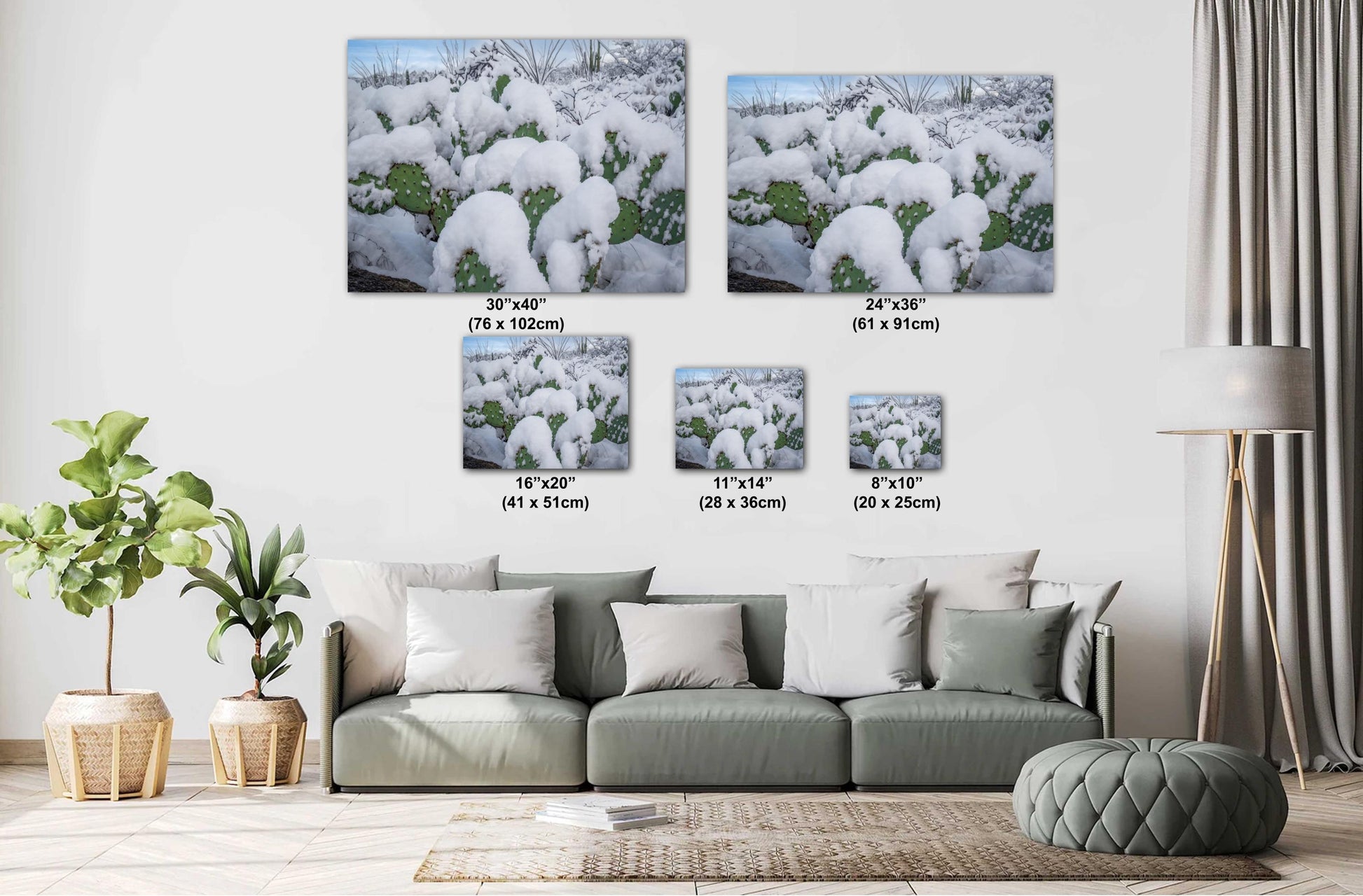 Snow-covered prickly pear cacti in Saguaro National Park, Arizona, showcasing rare desert winter beauty.