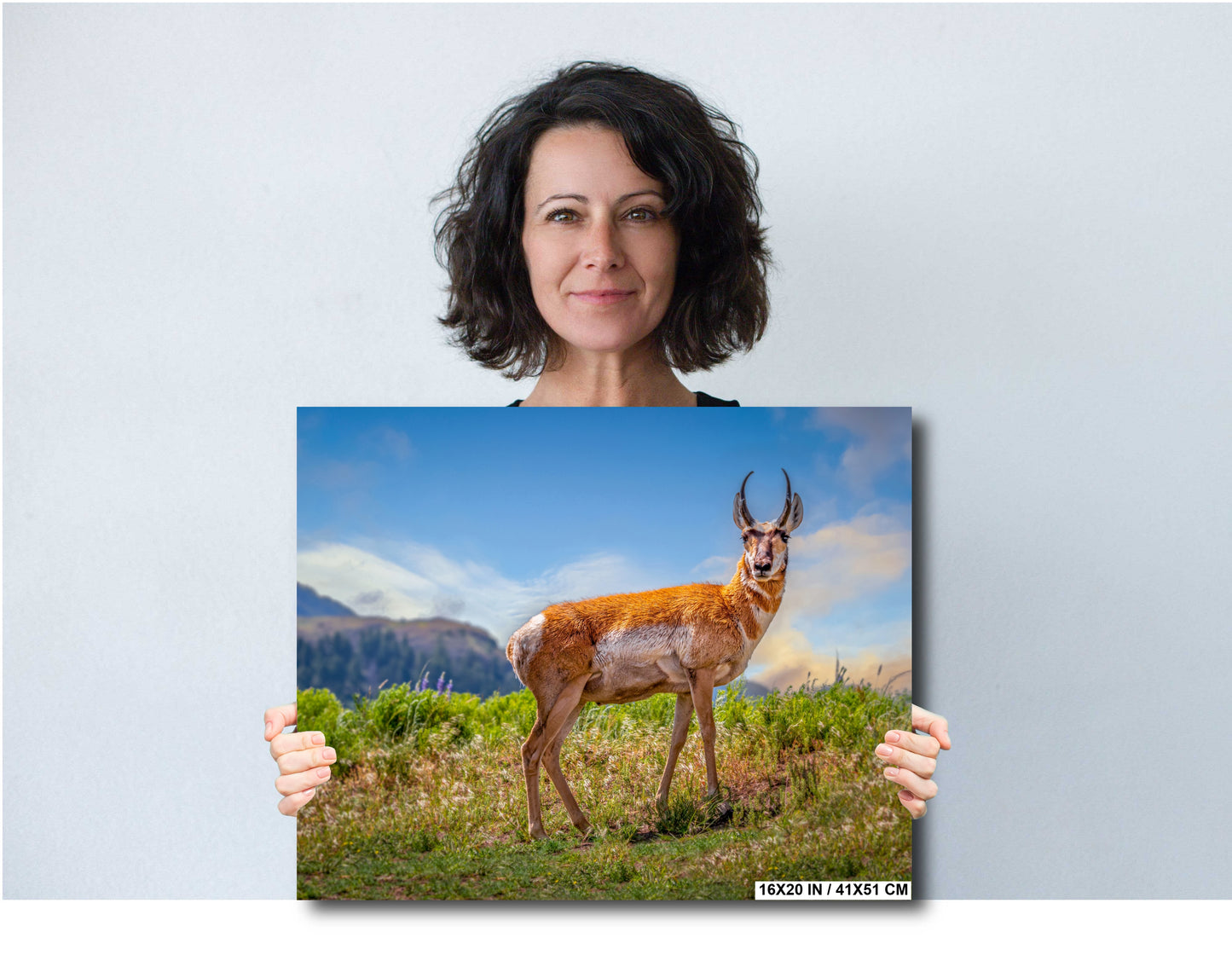 Prairie Wanderers: The Pronghorn of Yellowstone Wilderness Wall Art National Park Metal Acrylic Print Wildlife Photography