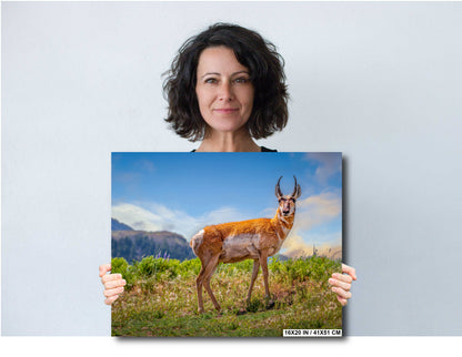 Prairie Wanderers: The Pronghorn of Yellowstone Wilderness Wall Art National Park Metal Acrylic Print Wildlife Photography