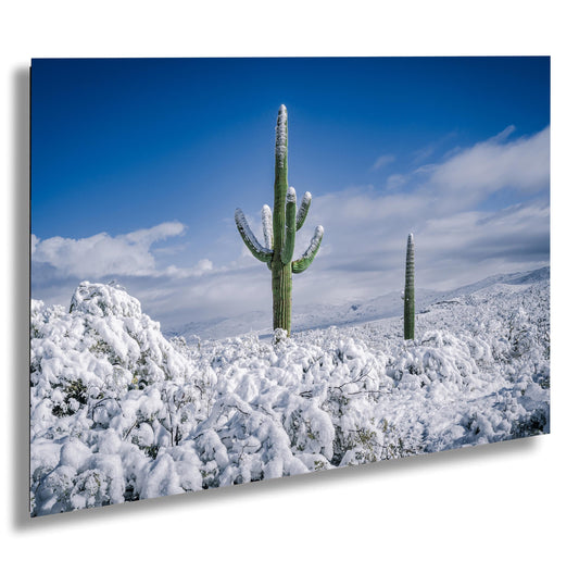 Snow-Crowned Cactus at the Saguaro National Park Tucson Arizona Print Wall Art Photography Aluminum/Acrylic/Metal/Canvas