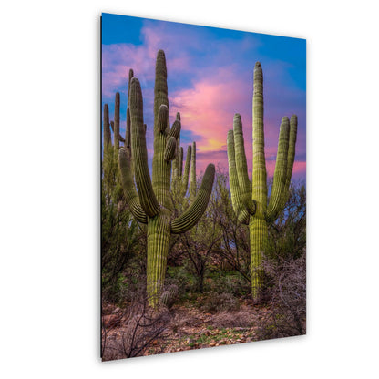 Towering Saguaros at Sunset, Catalina State Park Arizona Photography Print, Desert Landscape Wall Art