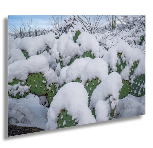 Snow-covered prickly pear cacti in Saguaro National Park, Arizona, showcasing rare desert winter beauty.