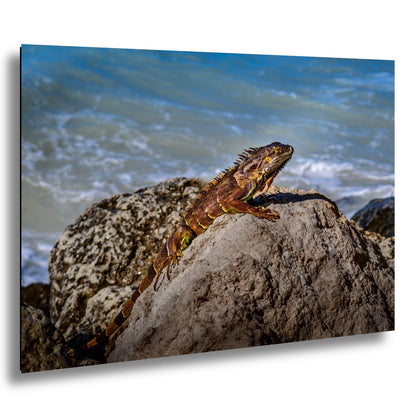 Key West Iguana on Coastal Rocks Fine Art Photography Print, Florida Wildlife Photo, Ocean Shore Nature Decor Reptile Wall Art Metal Canvas
