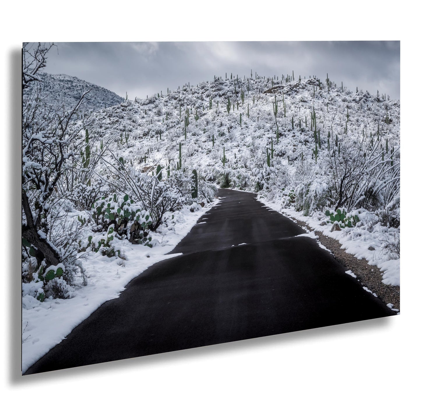 Snow-covered desert road in Saguaro National Park, Arizona, with snowy saguaro cacti lining the path.