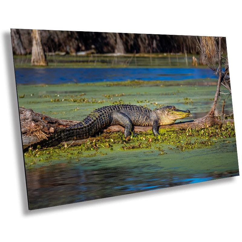 Abbeville's American Alligator: American Alligator Wildlife Print Abbeville Louisiana Animal Wall Art Aluminum/Acrylic/Metal/Canvas