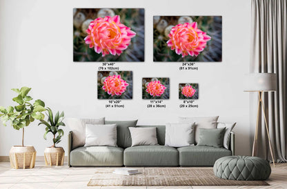 Cactus Flower Photography Print: Pink, Yellow Bloom, Desert Macro Wall Art