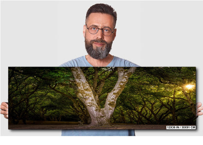 Oregon Forest Sunburst V-Trunk Tree Wall Art Photography Print, Woodland Light Rays Nature Canvas Wall Art, Pacific Northwest Metal Fine Art