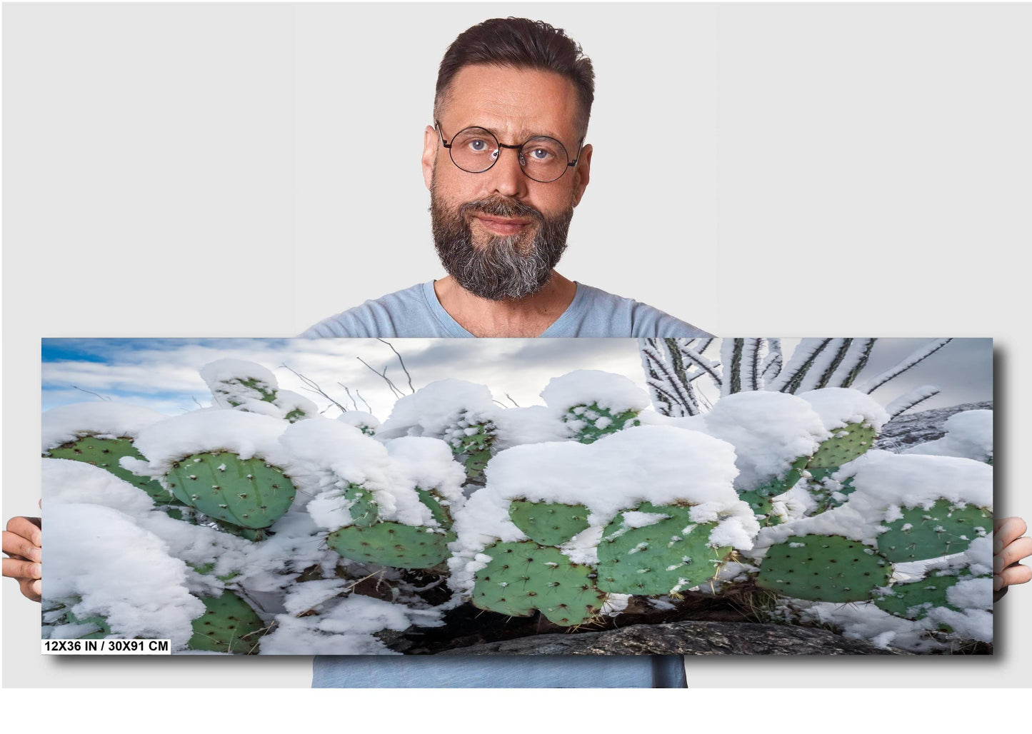 Snow-covered prickly pear cacti in Saguaro National Park during a rare winter snowfall.