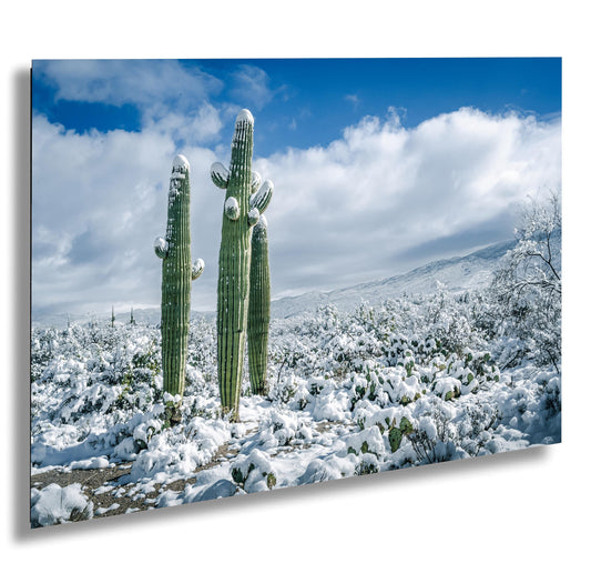 Cactus Kids Playing In The Desert Snow: Snow-Capped Saguaro National Park Tucson Arizona Print Wall Art Photography Acrylic/Metal/Canvas