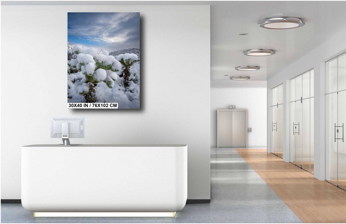 A White Canvas: Snow-Capped Jumping Cholla Saguaro National Park Tucson Arizona Print Wall Art Photography Aluminum/Acrylic/Metal/Canvas