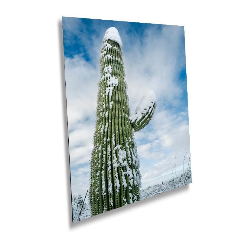 A tall saguaro cactus covered in snow under a cloudy sky, capturing the rare beauty of winter in the desert. Printed on high-quality canvas, this stunning piece highlights the contrast of desert flora in a snowy environment.