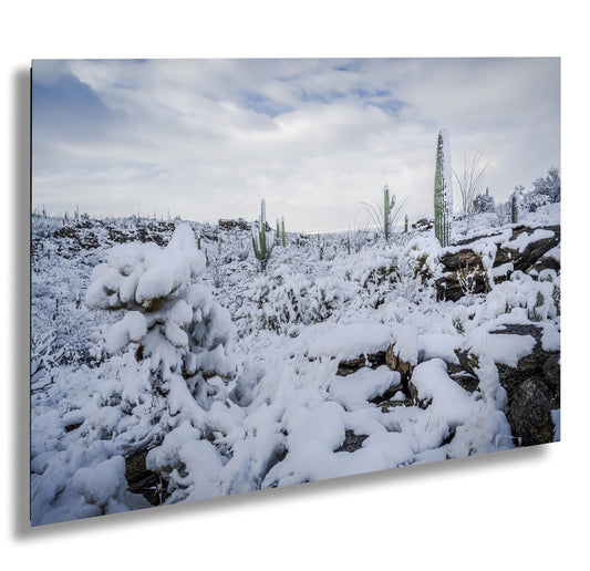 Cacti in the Cold: Snowfall at Saguaro National Park Park Print Wall Art Tucson Winter Snow Desert Photography Aluminum/Acrylic/Metal/Canvas