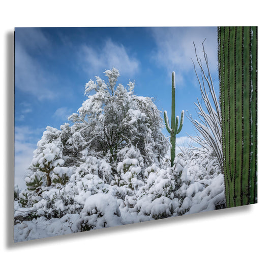 Dreaming of a White Desert Christmas: Saguaro National Park in Snow Tucson Arizona Print Wall Art Photography Aluminum/Acrylic/Metal/Canvas