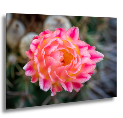 Cactus Flower Photography Print: Pink, Yellow Bloom, Desert Macro Wall Art